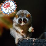 Need to Settle A Dispute? Try Venom! episode logo