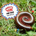 One True Millipede episode logo