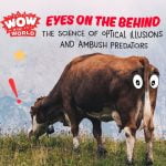 Eyes On The Behind: The Science of Optical Illusions and Ambush Predators episode logo
