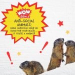 Anti-Social Animals episode logo