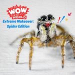 Extreme Makeover: Spider Edition (Encore – 10/28/19) episode logo