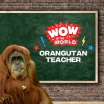 Orangutan Teacher episode logo