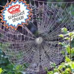 Slingshot Spider (Encore – 1/24/22) episode logo