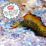 Sea Slug Style: Chop Off Your Head And Grow A New Body! episode logo