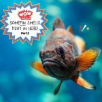 Somefin Smells Fishy In Here! (How Fish Oil Makes Us Smarter) Part 2 episode logo