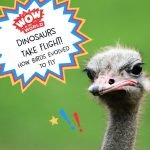 Dinosaurs Take Flight! How Birds Evolved To Fly (encore) episode logo