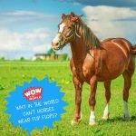 Why Horses Can’t Wear Flip Flops (Encore – 11/5/18) episode logo