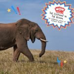 Elephant In The Room: The Surprising Science of Elephant Trunks episode logo