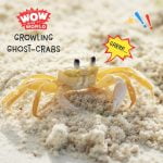 Growling Ghost-Crabs episode logo