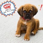 How To Talk To A Dog episode logo