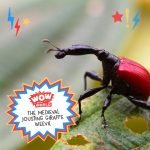 The Medieval Jousting Giraffe Weevil episode logo