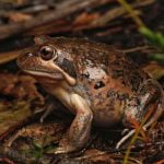 Midnight Frog Chorus episode logo