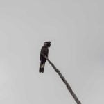 Carolling magpies in Western Australia episode logo