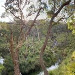 Dawn at the creek episode logo