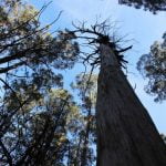 Lyrebird songs in a Gippsland rainforest episode logo