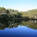 Peaceful morning forest songs episode logo