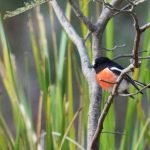 Dawn chorus in the mountains   episode logo