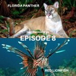 8: Florida Panther & Red Lionfish episode logo