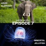 7: Asian Elephant & Immortal Jellyfish episode logo