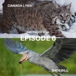 6: Canada Lynx & Shoebill episode logo