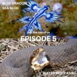 5: Blue Dragon Sea Slug & Water Moccasin episode logo