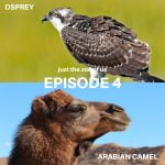4: Osprey & Arabian Camel episode logo