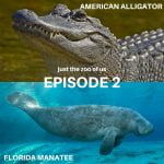 1: American Alligator & Florida Manatee episode logo
