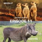 11: Meerkat & Warthog episode logo
