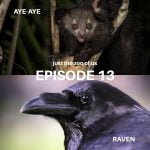 13: Aye-aye & Raven episode logo