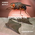 14: Botfly & Cownose Ray episode logo