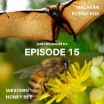 15: Flying Fox & Honey Bee episode logo