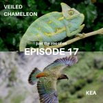 17: Veiled Chameleon & Kea episode logo
