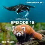 18: Giant Manta Ray & Red Panda episode logo