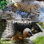 20: Jaguar & Bearded Vulture episode logo