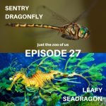 27: Sentry Dragonfly & Leafy Sea Dragon episode logo