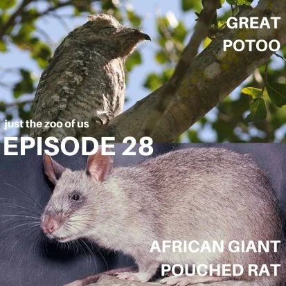Podcast Logo