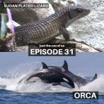 31: Sudan Plated Lizard & Orca (LIVE) episode logo