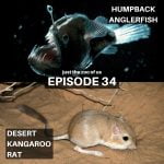34: Anglerfish & Desert Kangaroo Rat episode logo