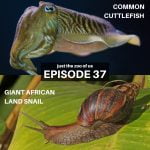 37: Common Cuttlefish & Giant African Land Snail episode logo