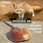 39: Fennec Fox & Horseshoe Crab episode logo