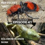 41: Red Velvet "Ant" & Solomon Islands Skink episode logo