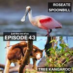 43: Roseate Spoonbill & Tree Kangaroo episode logo