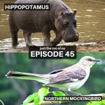 45: Hippopotamus & Northern Mockingbird episode logo