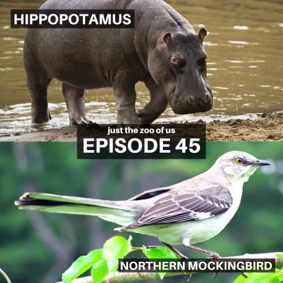 Podcast Logo