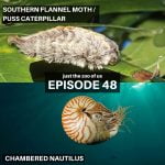 48: Southern Flannel Moth & Chambered Nautilus episode logo