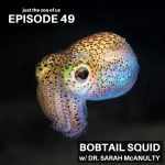 49: Bobtail Squid w/ Dr. Sarah McAnulty! episode logo