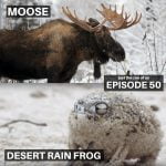 50: Moose & Desert Rain Frog episode logo
