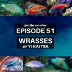 51: Wrasses w/ Yi-Kai Tea! episode logo