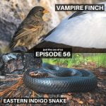 56: Vampire Finch & Eastern Indigo Snake episode logo