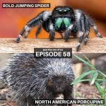 58: Bold Jumping Spider & North American Porcupine episode logo